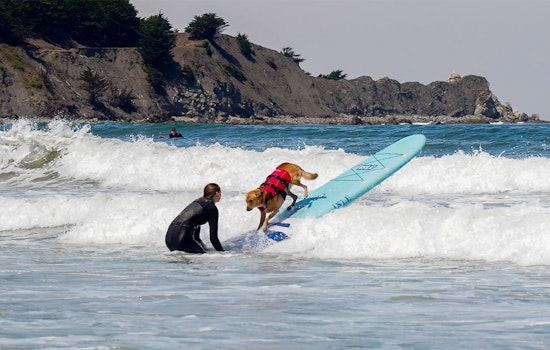 PHOTOS: World Dog Surfing Championships Make a Splash in Pacifica