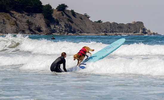PHOTOS: World Dog Surfing Championships Make a Splash in Pacifica