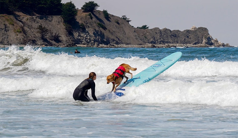 PHOTOS: World Dog Surfing Championships Make a Splash in Pacifica