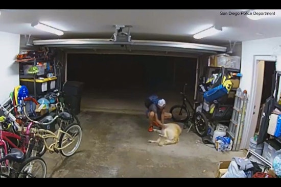 Dog Trades Owner's $1,300 Bike for Belly Rubs from Thief in San Diego PD Video