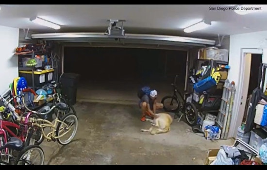 Dog Trades Owner's $1,300 Bike for Belly Rubs from Thief in San Diego PD Video