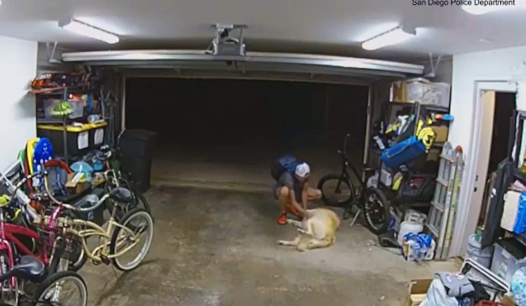 Dog Trades Owner's $1,300 Bike for Belly Rubs from Thief in San Diego PD Video