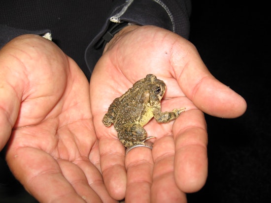 Endangered Arroyo Toad Experiences a Resurgence in San Diego Amidst Storms Like Hilary & Water Authority Transfers