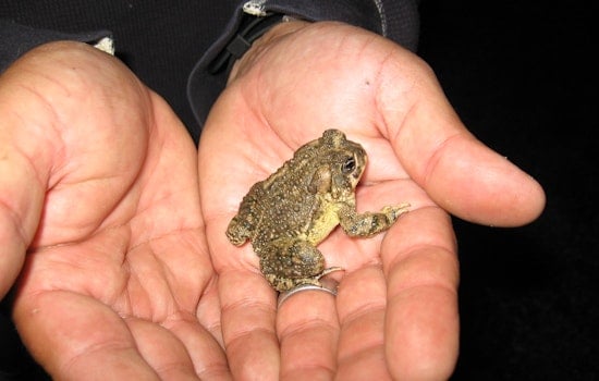 Endangered Arroyo Toad Experiences a Resurgence in San Diego Amidst Storms Like Hilary & Water Authority Transfers