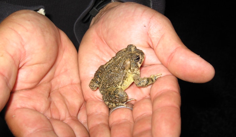 Endangered Arroyo Toad Experiences a Resurgence in San Diego Amidst Storms Like Hilary & Water Authority Transfers