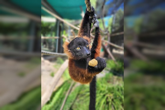 Happy Hollow Asks Red Ruffed Lemur Fans to Name Newest Pups