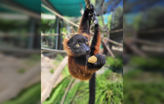 Happy Hollow Asks Red Ruffed Lemur Fans to Name Newest Pups