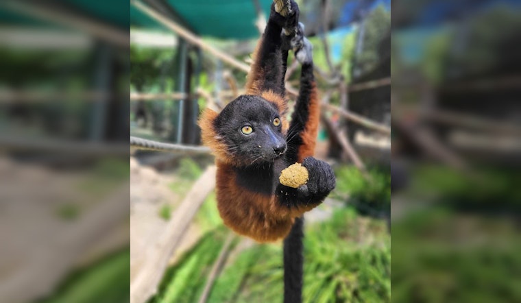 Happy Hollow Asks Red Ruffed Lemur Fans to Name Newest Pups