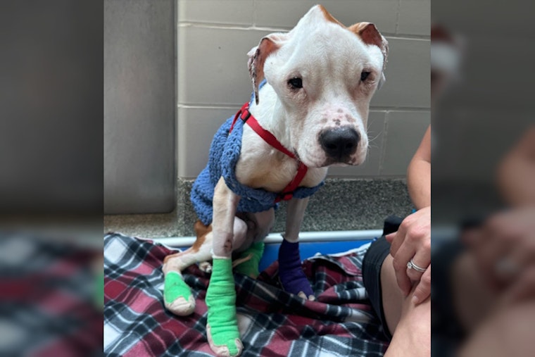 Horrific Roxbury Woman Suspected of 'Intentionally Starving' Dog Arrested by Boston PD, Charges Filed