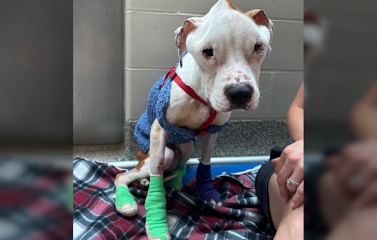 Horrific Roxbury Woman Suspected of 'Intentionally Starving' Dog Arrested by Boston PD, Charges Filed