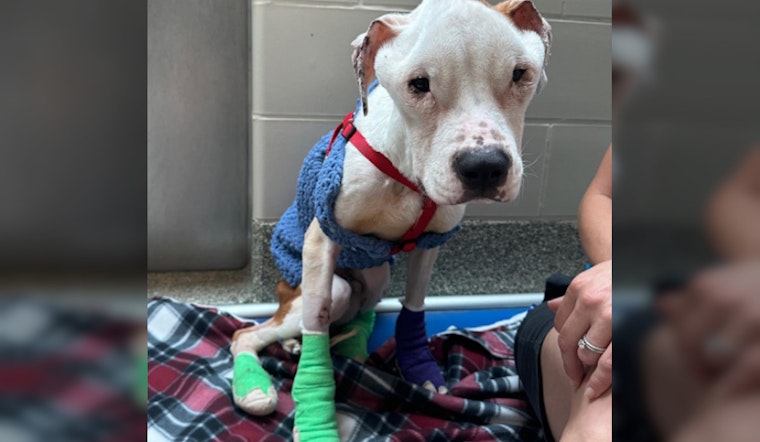 Horrific Roxbury Woman Suspected of 'Intentionally Starving' Dog Arrested by Boston PD, Charges Filed