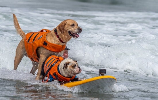 The World Dog Surfing Championship is Making Waves Right Now Near San Francisco