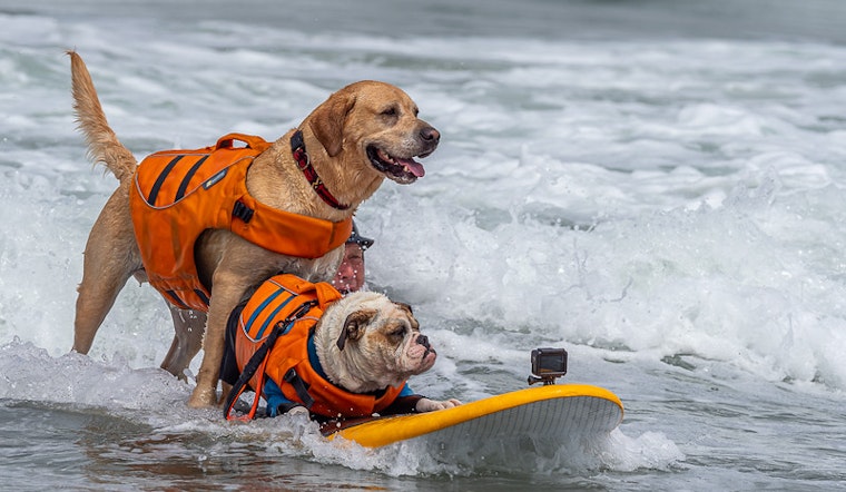 The World Dog Surfing Championship is Making Waves Right Now Near San Francisco