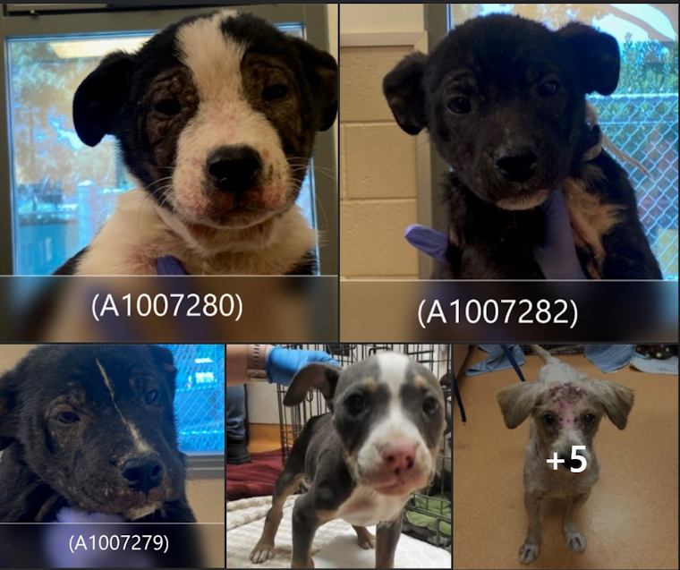Contra Costa's Canines: Heartwarming Stories of Rescued Pups in Need of Homes