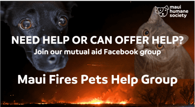 Bay Area Shelters Team Up to Save Dozens of Maui Animals After Wildfires