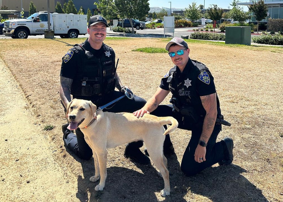 Yellow Labnapped in Napa Cops Reunite Stolen Pup with Family