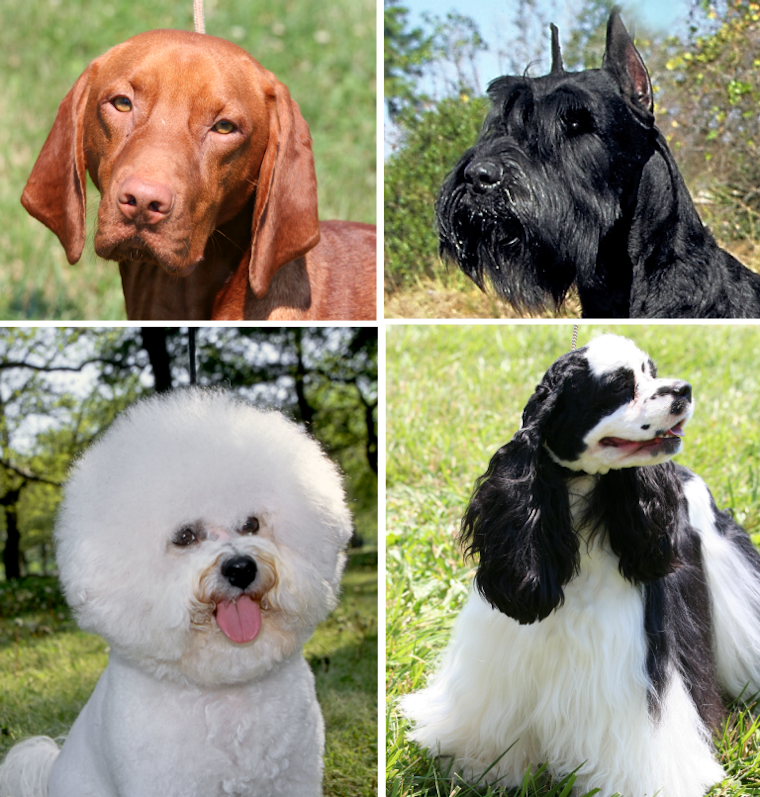 Is Boston Becoming More Pet-Friendly for Renters? The Struggle for Dog Owners Continues