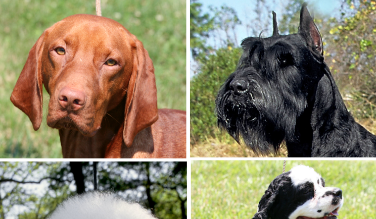Is Boston Becoming More Pet-Friendly for Renters? The Struggle for Dog Owners Continues