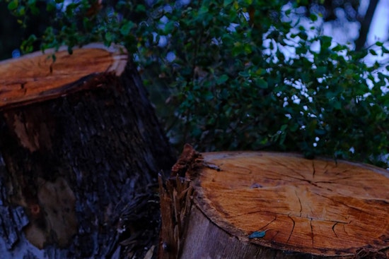 La Mesa Provides a Shady Solution in Free Trees for Sweltering City Residents