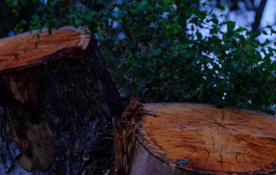 La Mesa Provides a Shady Solution in Free Trees for Sweltering City Residents