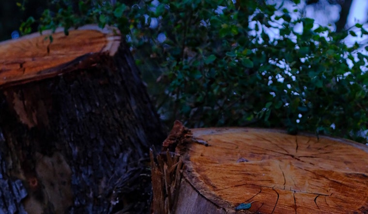 La Mesa Provides a Shady Solution in Free Trees for Sweltering City Residents