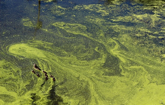 Bay Area Beware: Toxic Algae Bloom Returns with a Vengeance