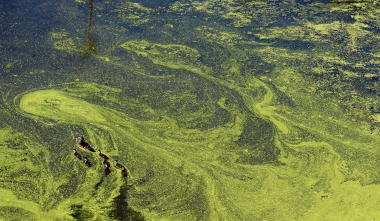 Bay Area Beware: Toxic Algae Bloom Returns with a Vengeance