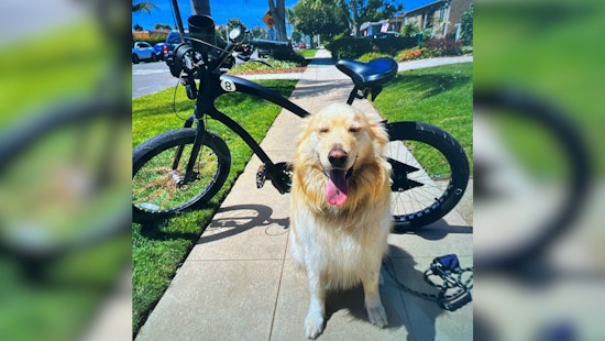 Man Arrested for Stealing Bicycle After Bonding with Homeowners Pup in San Diego