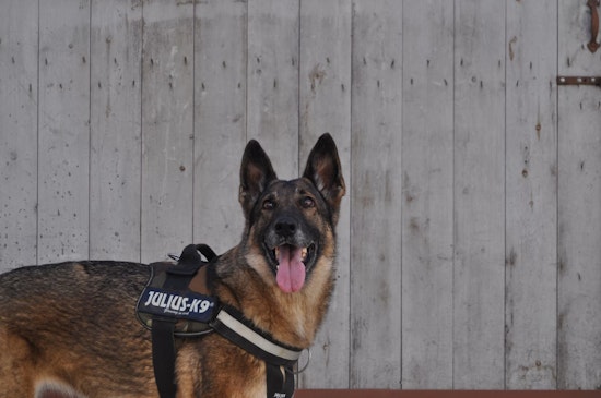 Crazed Man Who Shoots & Kills San Diego Police Dog, Killed by Police in Standoff at Mesa College