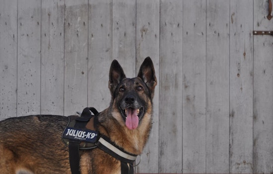 Crazed Man Who Shoots & Kills San Diego Police Dog, Killed by Police in Standoff at Mesa College