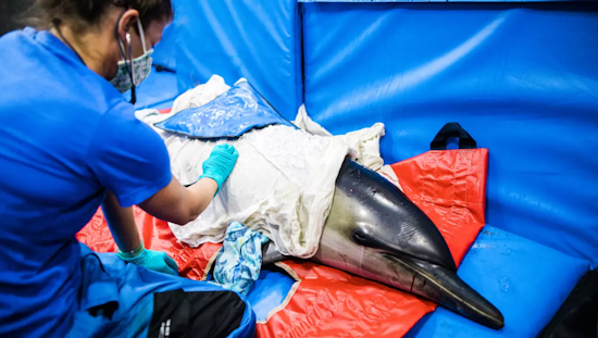 Mass Dolphin Strandings on Cape Cod Impetus for New Porpoise Rescue Center