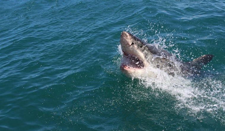Massive Great White Spotted Just 2 Weeks After Hammerhead Seen in Massachusetts Waters