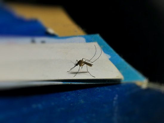 Mosquito Mayhem in Santa Clara County as West Nile Virus Menace Strikes Sunnyvale