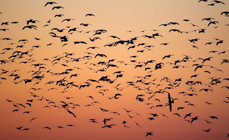 San Diego's New Initiative Urges Locals to Dim the Lights for Migratory Birds