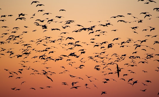 San Diego's New Initiative Urges Locals to Dim the Lights for Migratory Birds