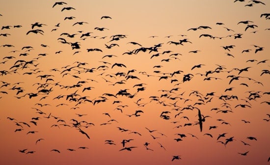 San Diego's New Initiative Urges Locals to Dim the Lights for Migratory Birds