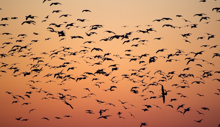 San Diego's New Initiative Urges Locals to Dim the Lights for Migratory Birds