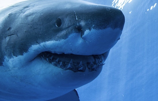 Shark Encounter at Pebble Beach, a Wake-Up Call for Ocean Safety