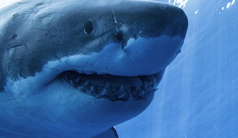 Shark Encounter at Pebble Beach, a Wake-Up Call for Ocean Safety