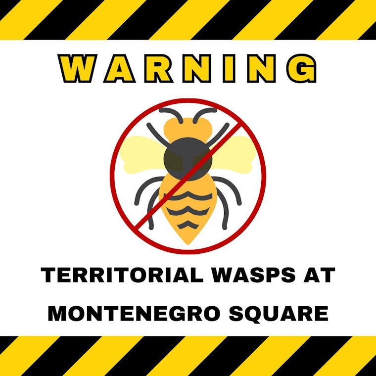 Territorial Wasps Terrorize Ashland Parks as Officials Struggle to Oust Them