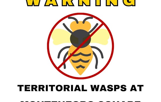 Territorial Wasps Terrorize Ashland Parks as Officials Struggle to Oust Them