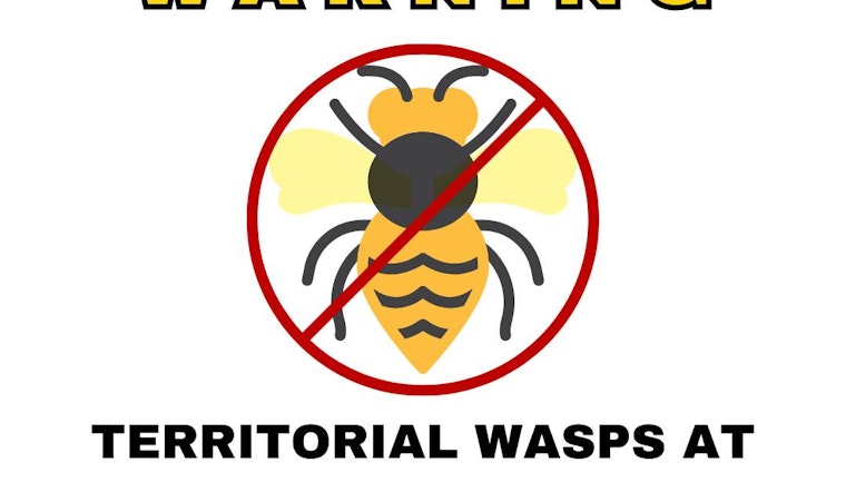 Territorial Wasps Terrorize Ashland Parks as Officials Struggle to Oust Them