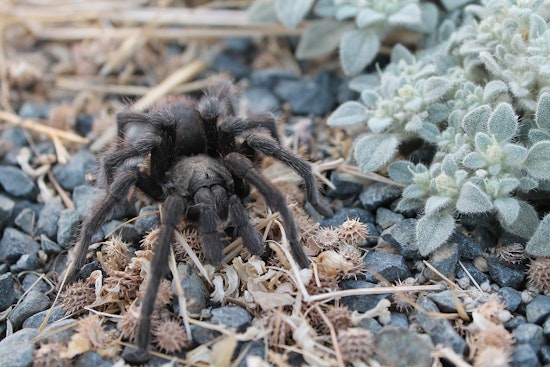 Thousands of Horny Tarantulas Seek Mates in San Diego's Mating Season