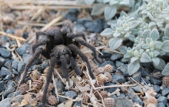 Thousands of Horny Tarantulas Seek Mates in San Diego's Mating Season