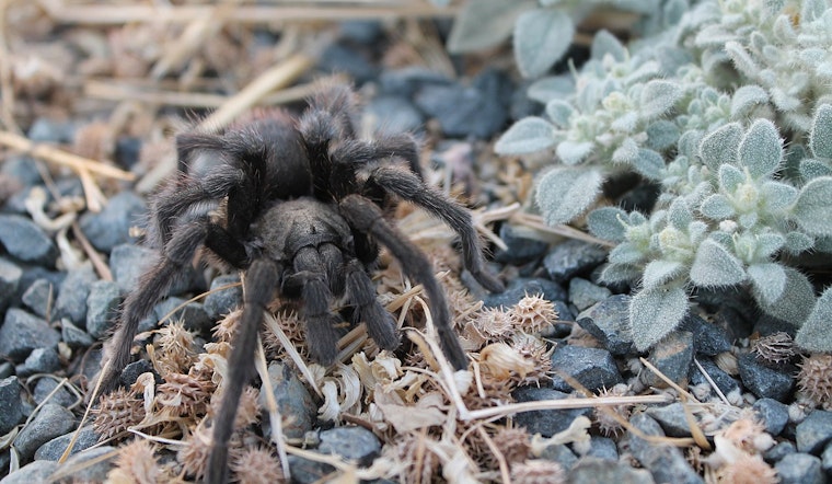Thousands of Horny Tarantulas Seek Mates in San Diego's Mating Season
