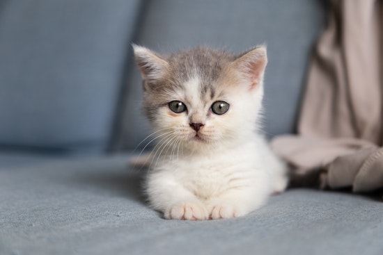 Heroic CHP Officer Chases Down and Rescues Kitten on Busy Highway Near Livermore