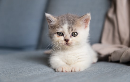 Heroic CHP Officer Chases Down and Rescues Kitten on Busy Highway Near Livermore