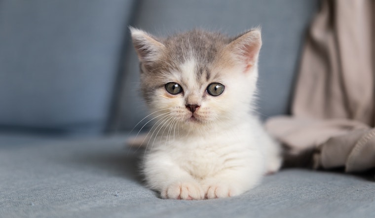 Heroic CHP Officer Chases Down and Rescues Kitten on Busy Highway Near Livermore