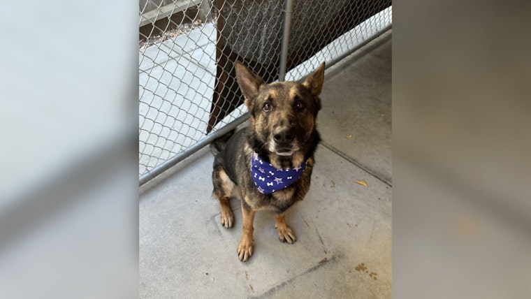 Troubled Teen Drives Down San Francisco Police K9 in Multi-City Car Chase from Richmond to Oakland to SF