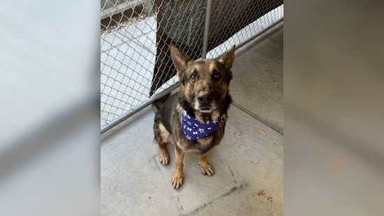 Troubled Teen Drives Down San Francisco Police K9 in Multi-City Car Chase from Richmond to Oakland to SF